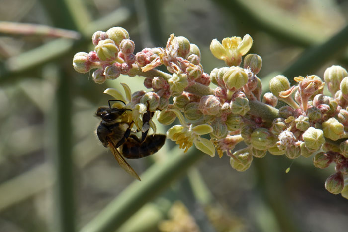 Crucifixion Thorn is pollinated by insects especially native honey bees. Plants are listed as threatened in California possibly because of herbicide use. Castela emoryi